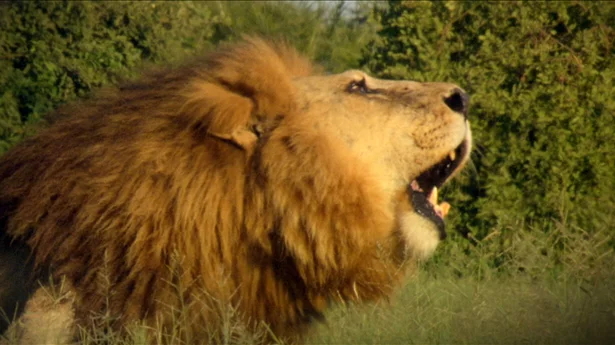 factoid-lion-bci_480x360.webp