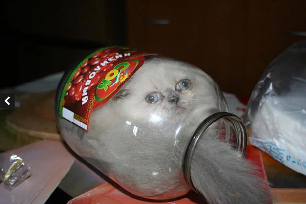 fad7ja.webp