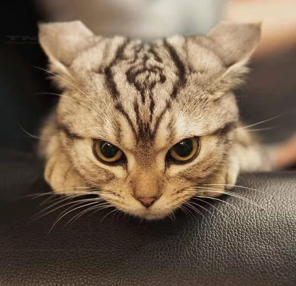 fafjh8.webp