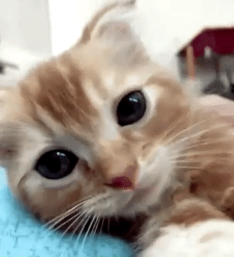 fag6ca.gif