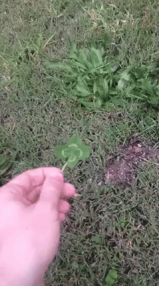 fahcb1.gif