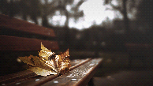fall-nature-animated-gif-13.gif