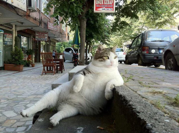 fatcat.webp