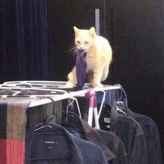 fb08e9a55c713b4105593.gif