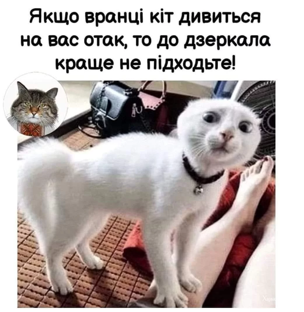 fb299d097150bc98bbe7c0.webp