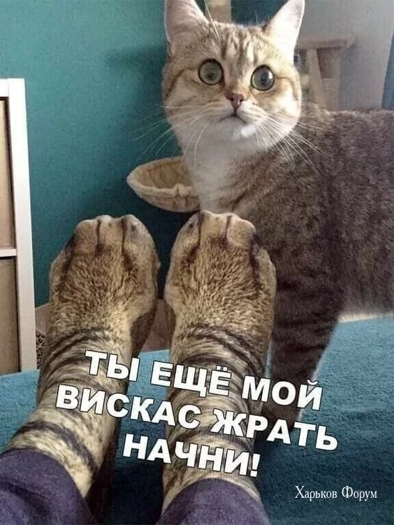 fb2d3bffe801529fec0d46.webp