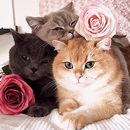 fb64d806eb7429f2341.gif