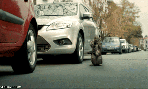 fb8ca621b366e5d3ff670d.gif
