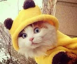 fb8gha.webp