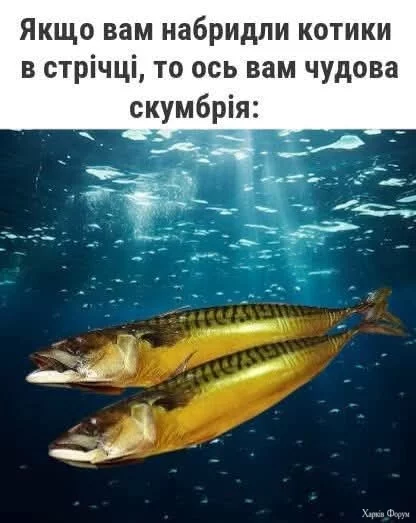 FB_IMG_1743450651141.webp