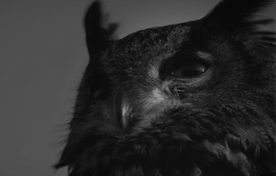 fba2d18ed92933e19ed.gif
