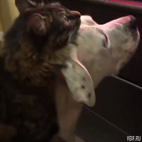 fbe4ec.gif