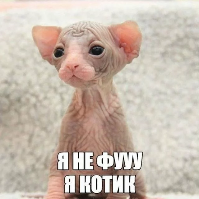 fbg5bf.webp