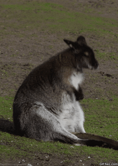 fbgc5f.gif