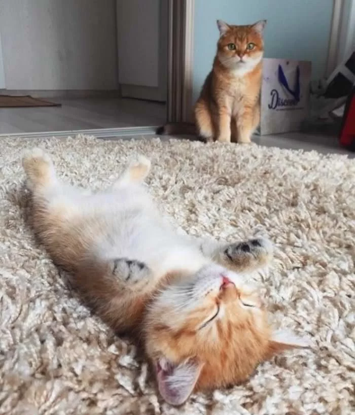 FBzWEhmWQAAK32R?format=jpg&name=900x900.webp