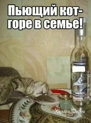 fc3eb2b0cd7c5900ee90.webp
