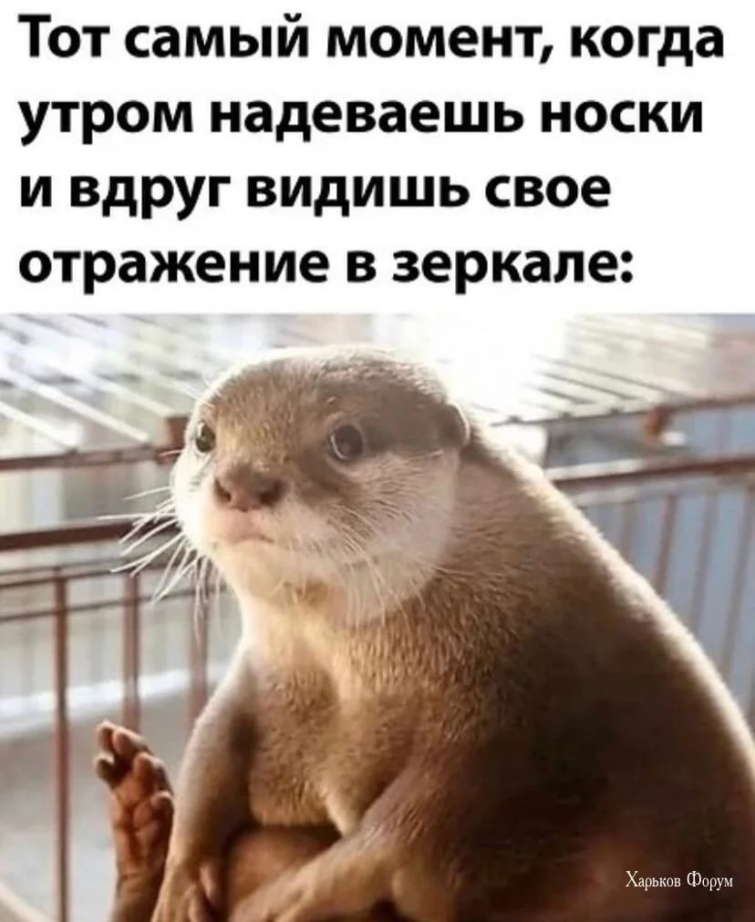 fc5213ae0081861132a427.webp