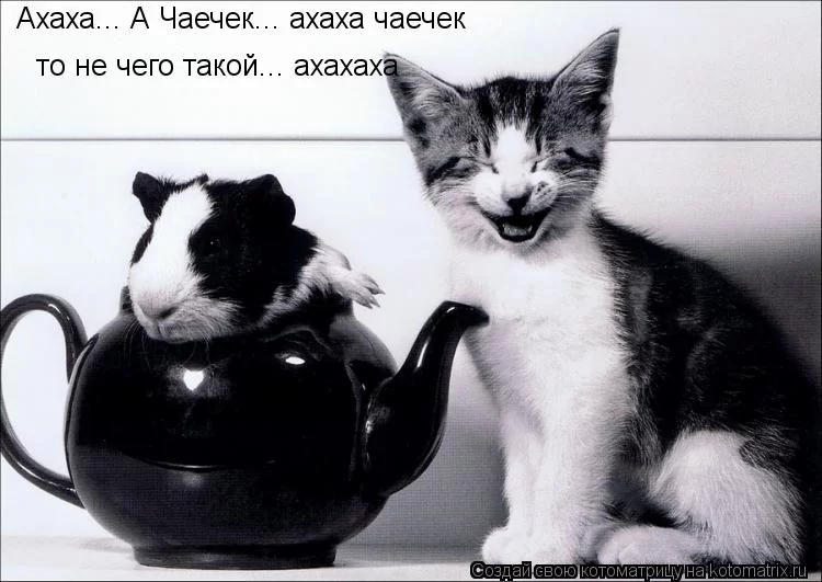 fc6jga.webp