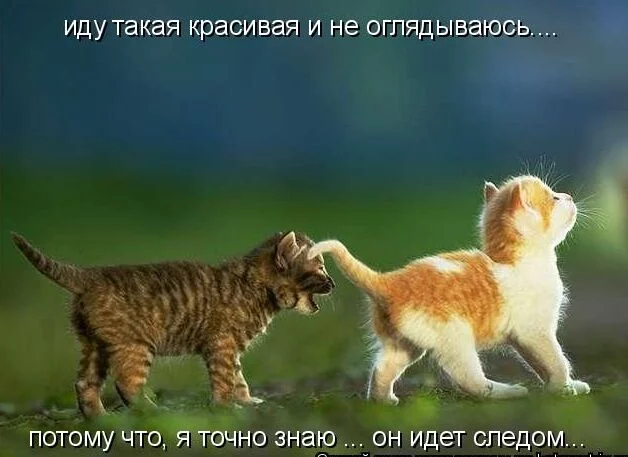 fcaa2a.webp