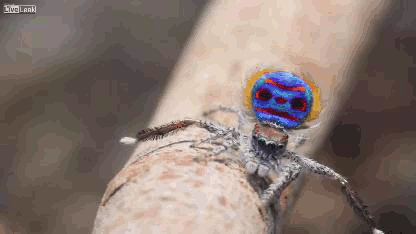 fcb2hh.gif