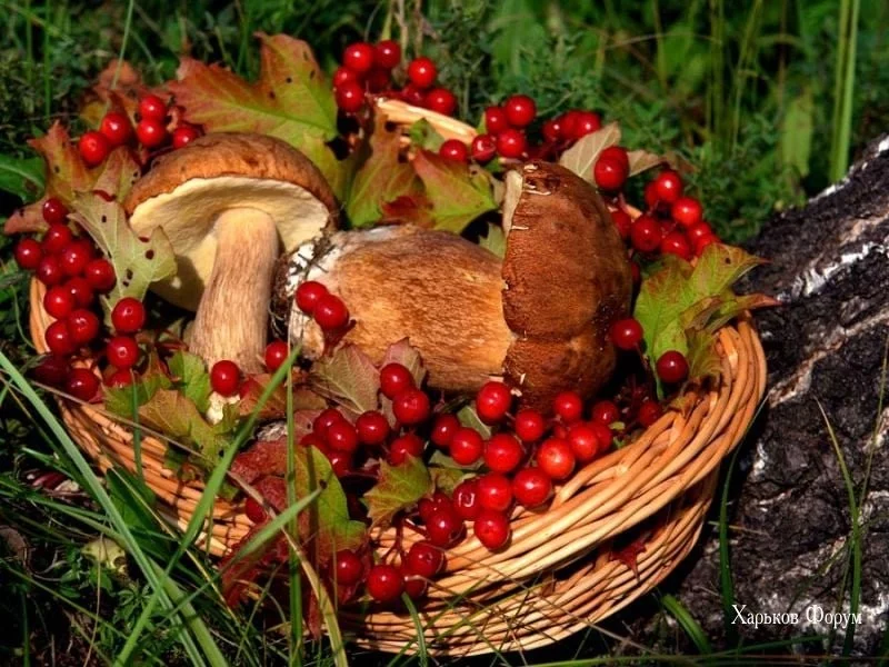 fcbf6308d3a0e50ce.webp