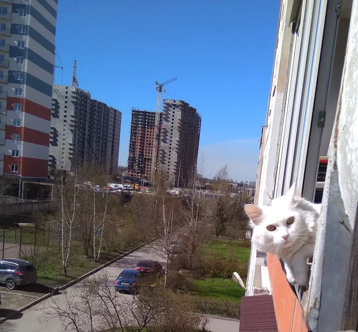fcgj6f.webp