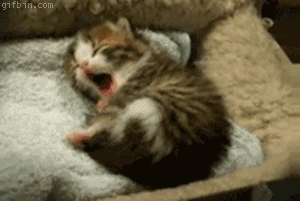 fd0hgd.gif