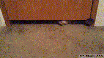 fd257a0c8eb6be621fb34c.gif