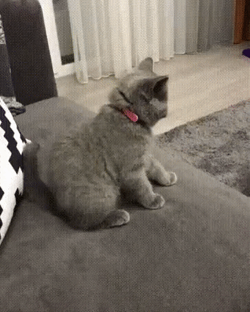fd4jca.gif
