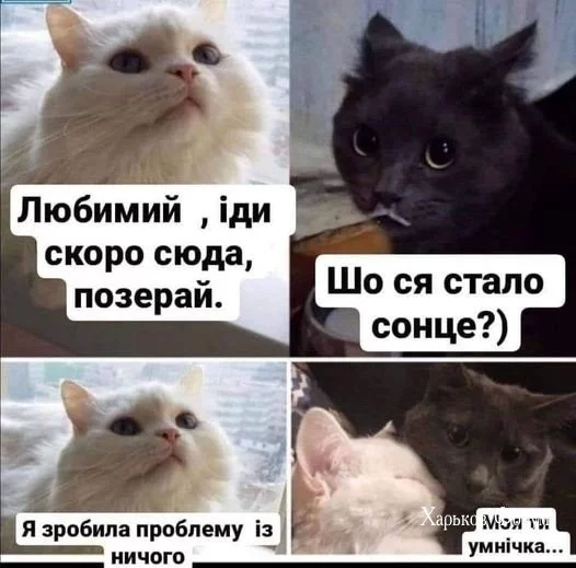 fd83293e0564ce949.webp