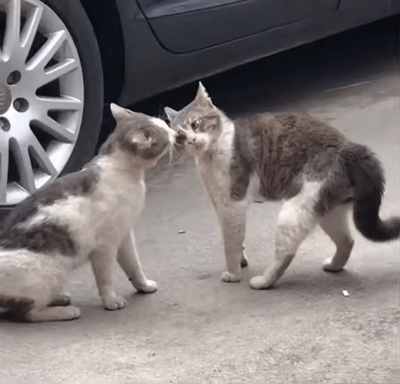 fd8d719c6df4dbd0623c5646.gif