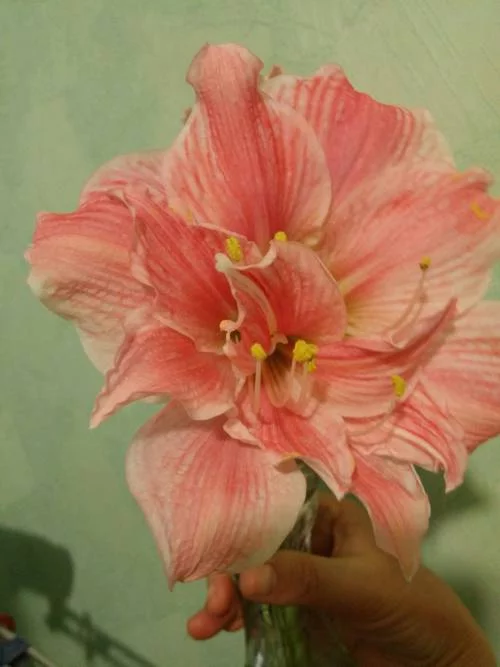 fdda8j.webp