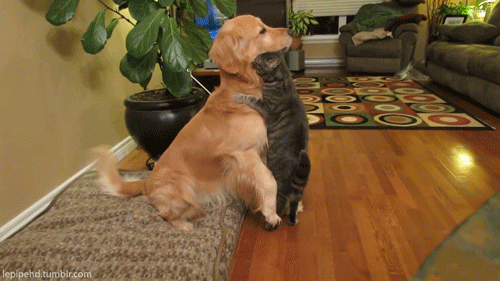 fded3f.gif