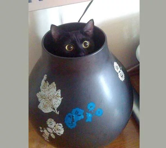 fdf4cc.webp