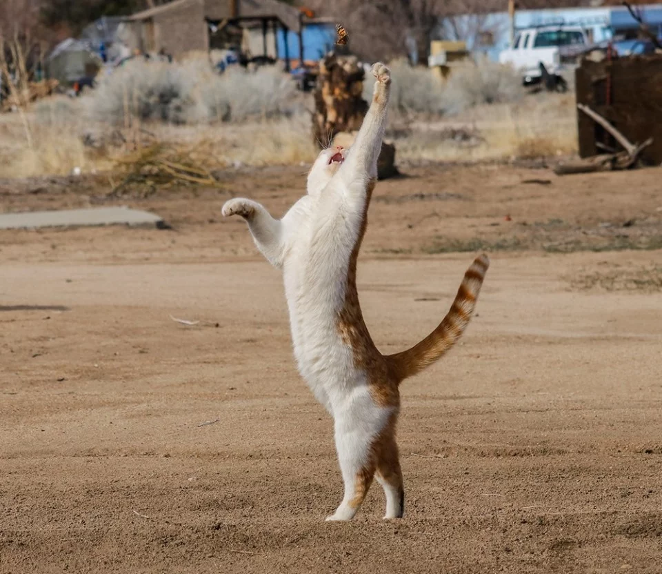 fdfb2h.webp