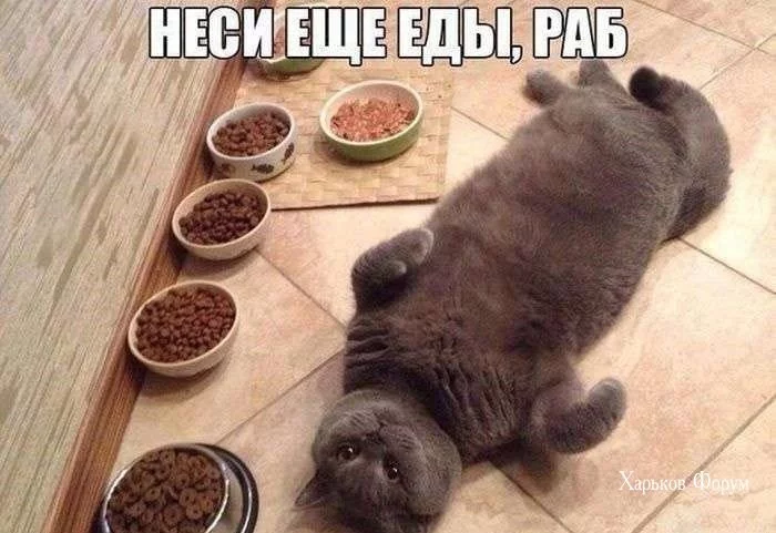 fdfcd3fc363253b9c888211.webp