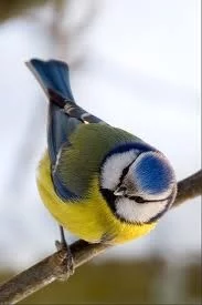 fdje2h.webp