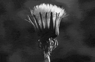 fdjj3c.gif