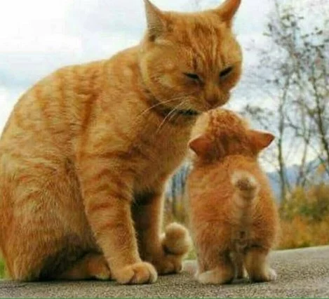 FDYag5XXoAQkyx4?format=jpg&name=small.webp