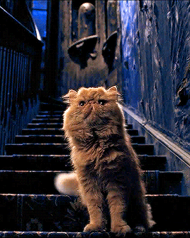 fe26da79e6ff8e58c94aaac0469ba009bbc245f9.gif
