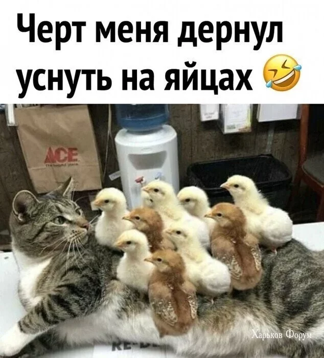 fe3e5efdba4677a14af.webp