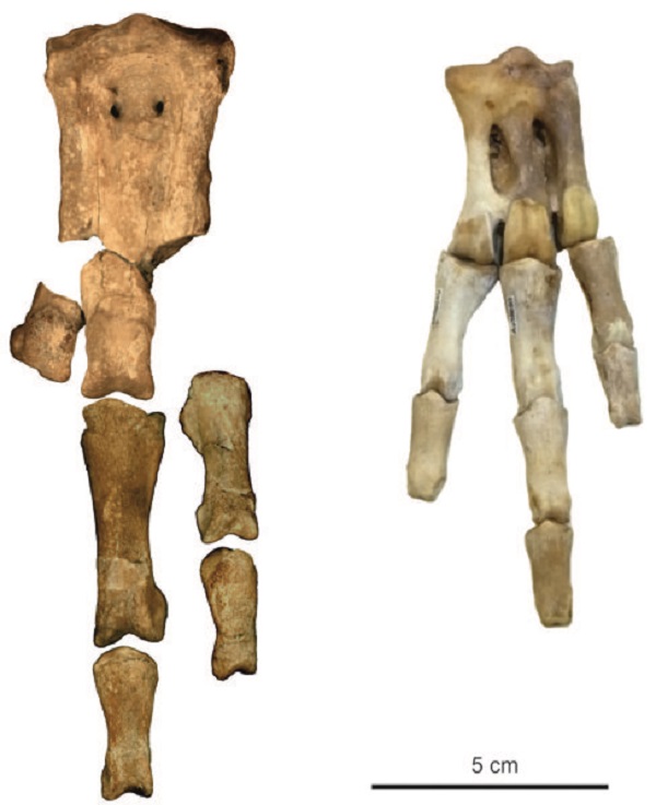 feabh5.jpg