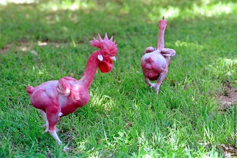 featherless-chicken-from-israel.webp