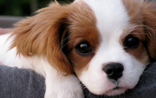 featured-image-adoption.jpg