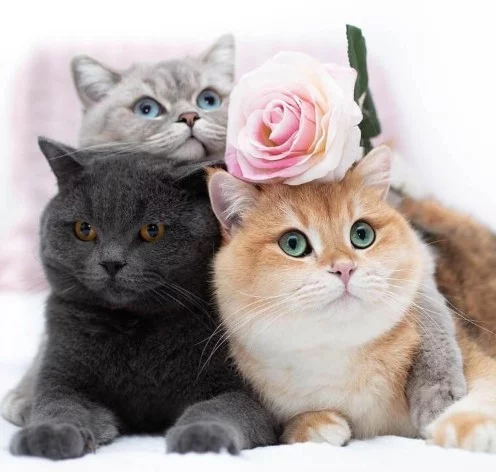fecfj6.webp