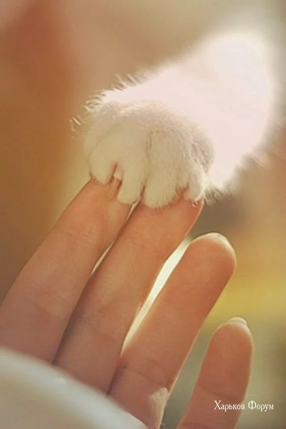 feea8a850f64810bbe80.webp