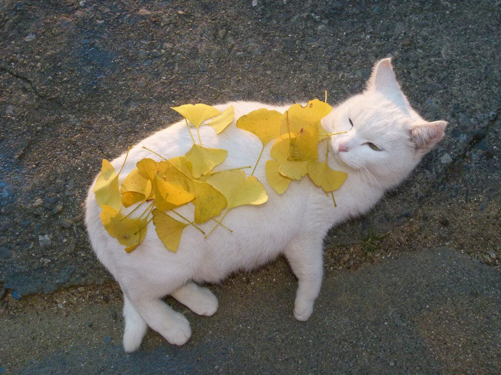 feebg6.jpg