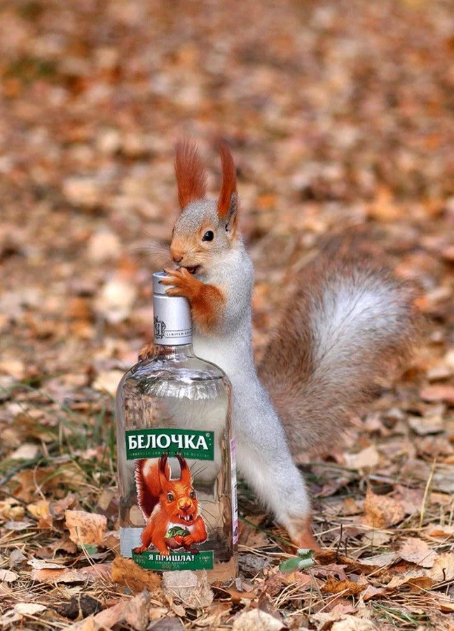 FEiGMpmXsAAHNep?format=jpg&name=900x900.webp