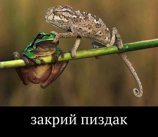 fejbf5.webp