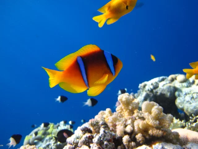 fejd8h.webp